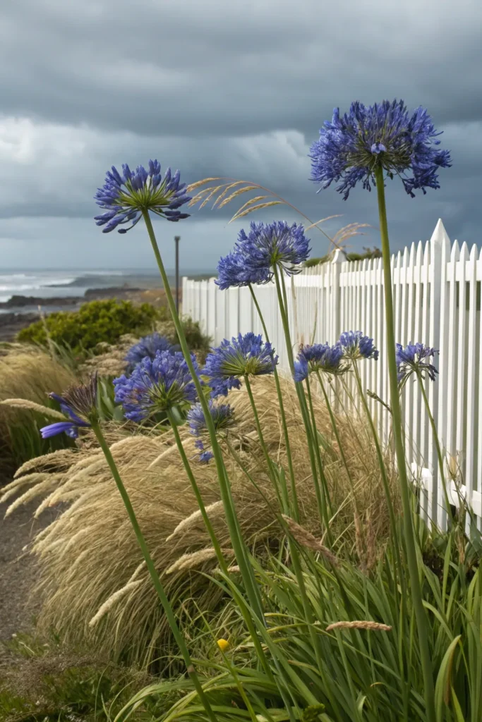 Gardens With Agapanthus