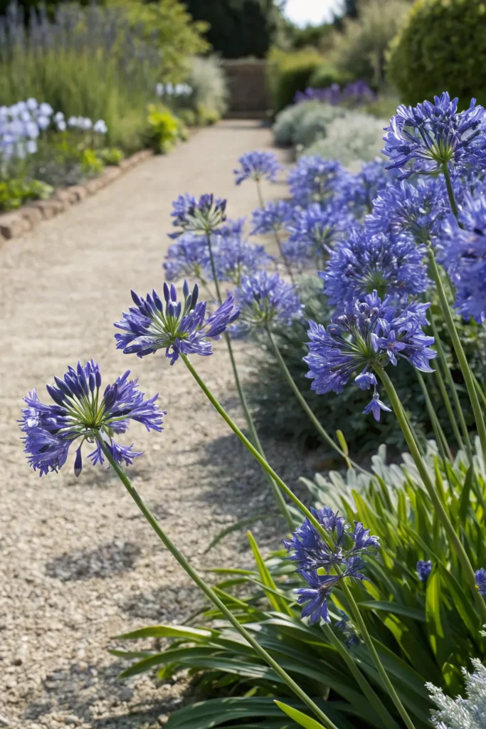 Gardens With Agapanthus
