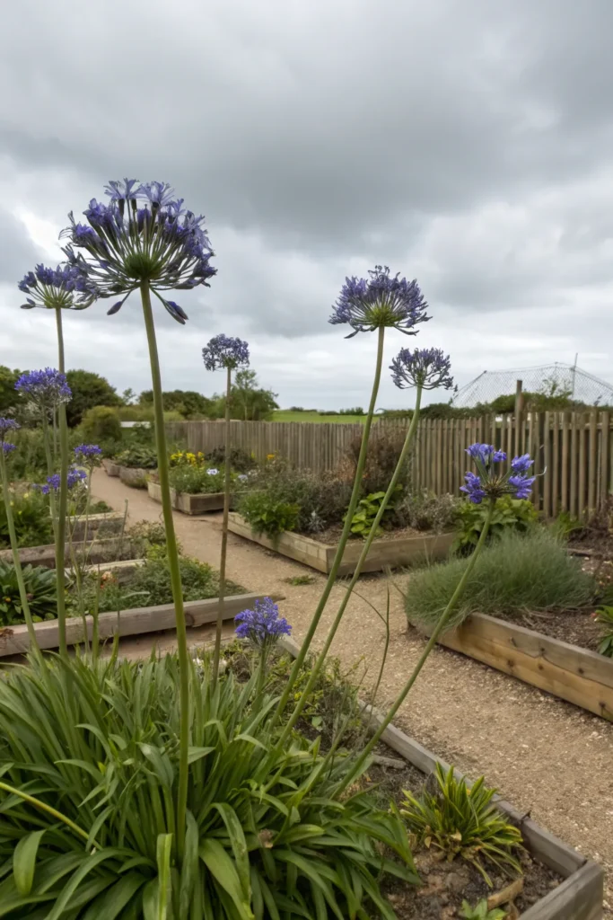 Gardens With Agapanthus