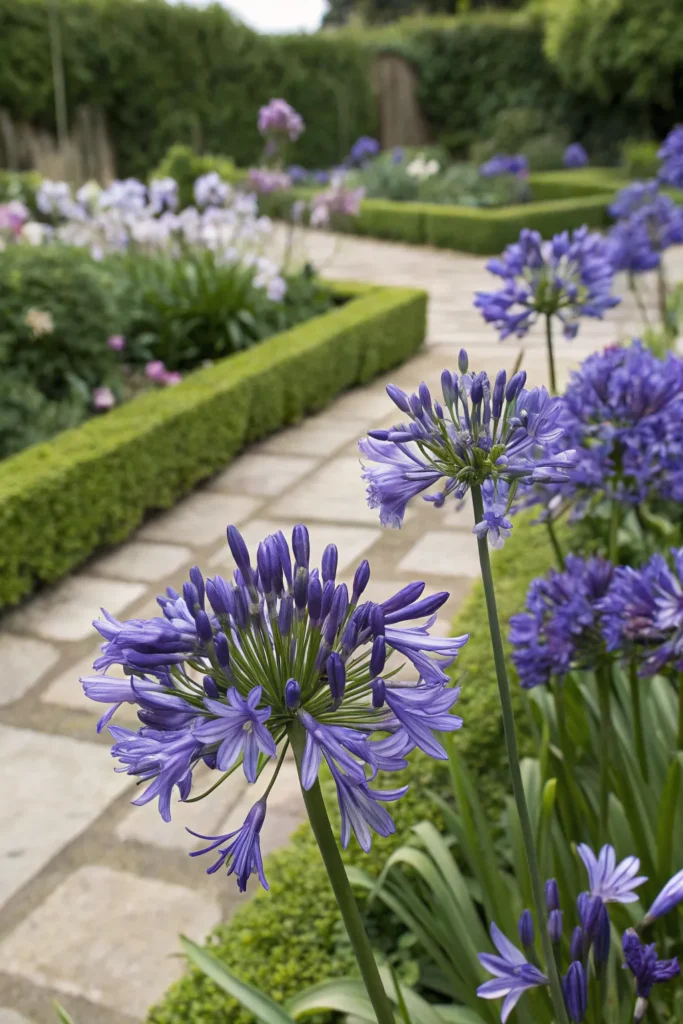 Gardens With Agapanthus