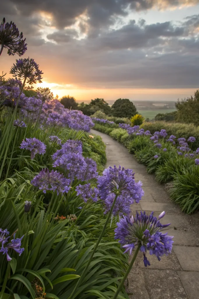 Gardens With Agapanthus
