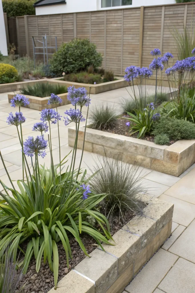 Gardens With Agapanthus