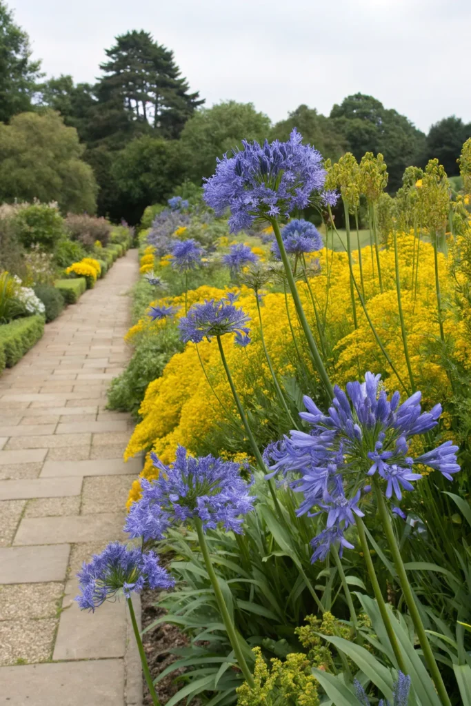 Gardens With Agapanthus