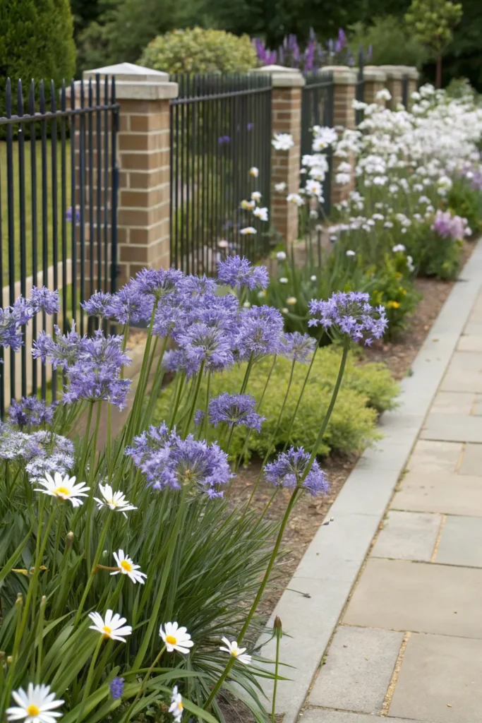 Gardens With Agapanthus