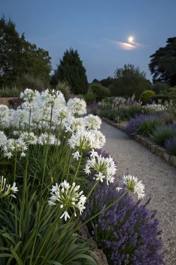 Gardens With Agapanthus