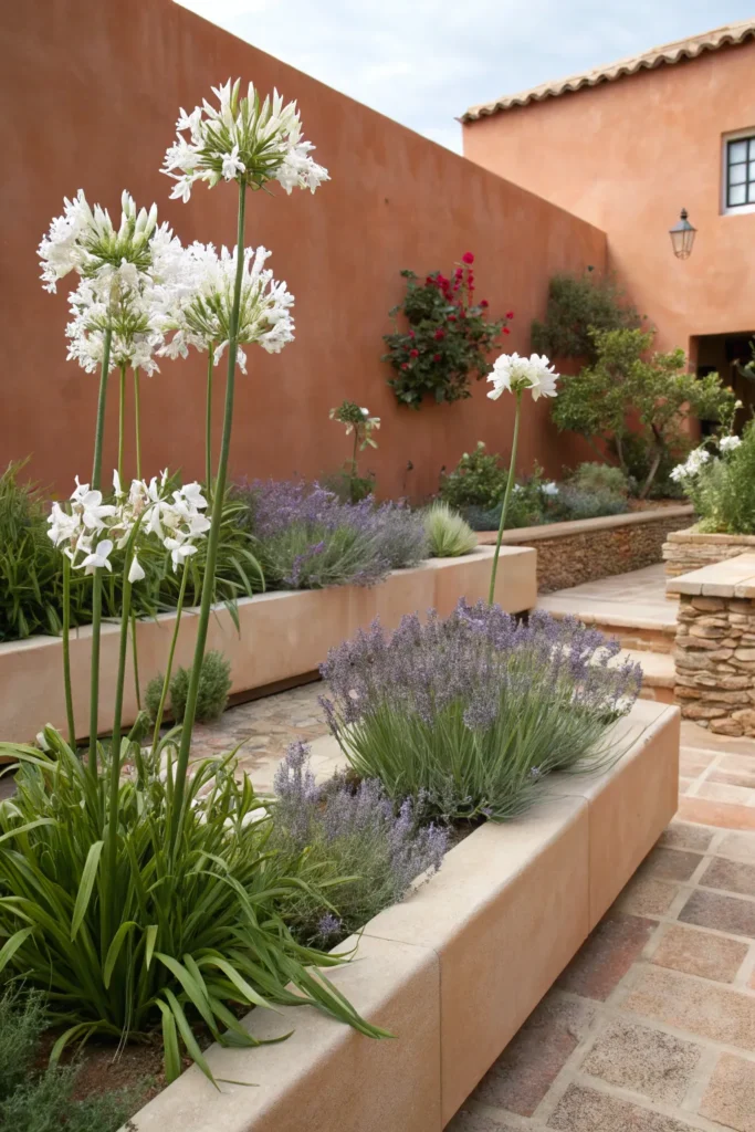 Gardens With Agapanthus