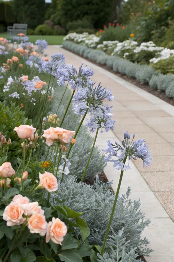 Gardens With Agapanthus