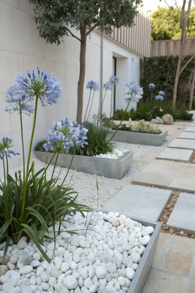 Gardens With Agapanthus