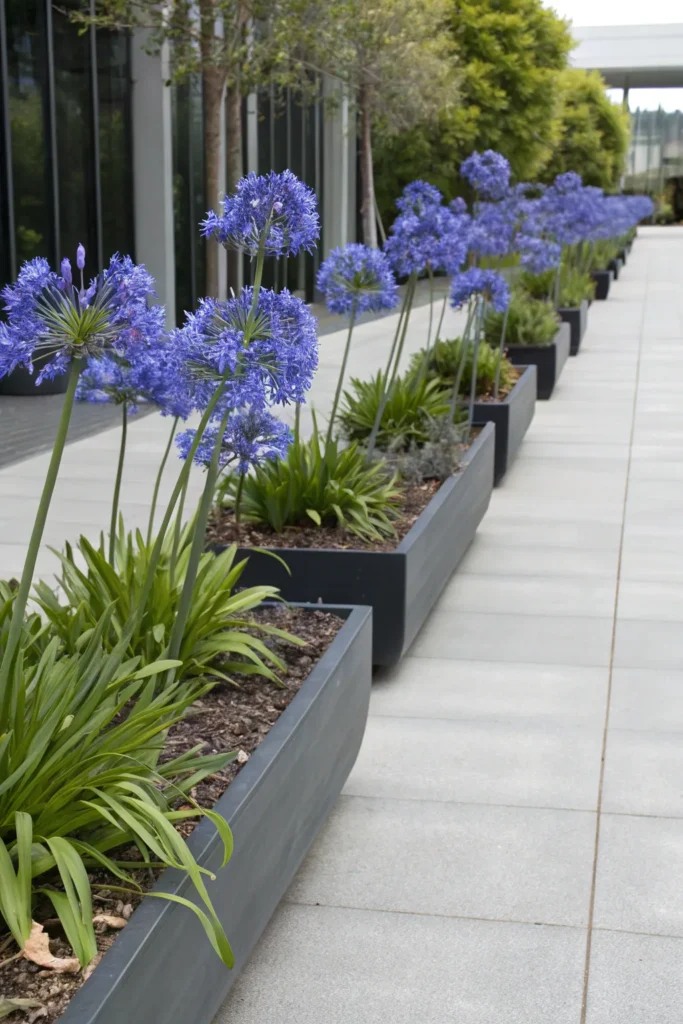Gardens With Agapanthus