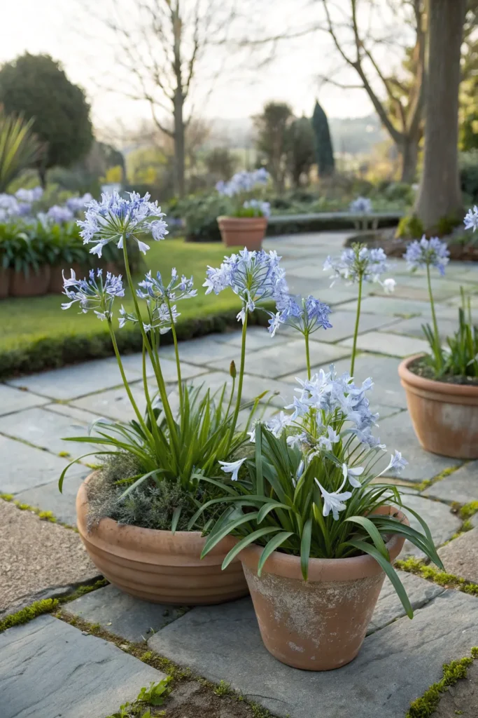 Gardens With Agapanthus