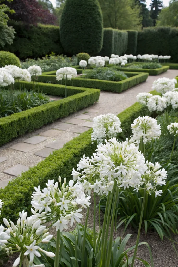 Gardens With Agapanthus