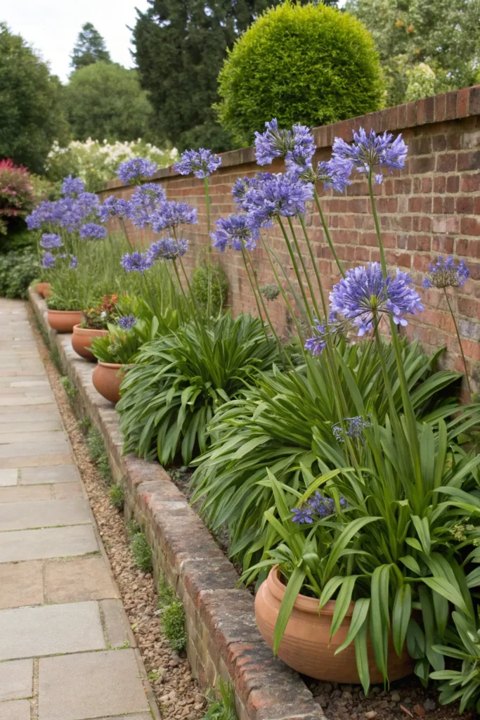 Gardens With Agapanthus