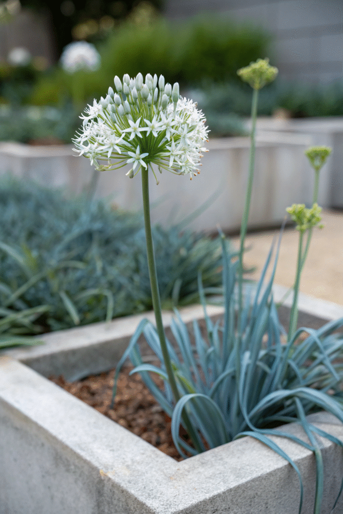 Gardens With Alliums