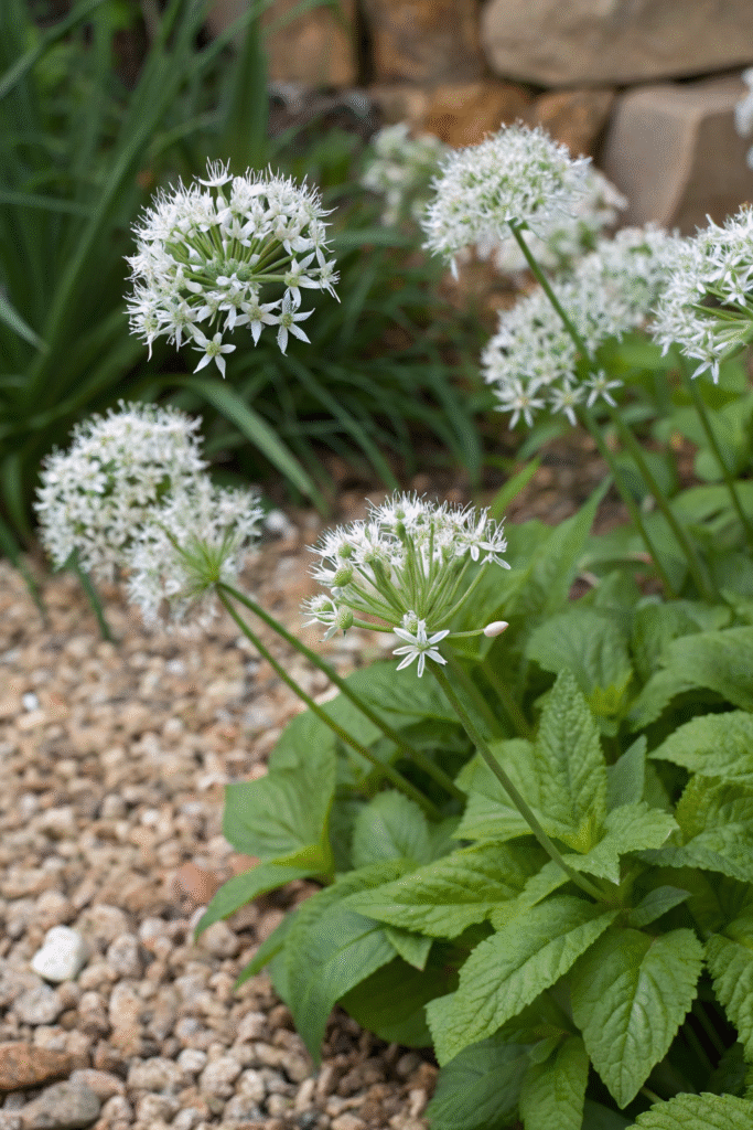 Gardens With Alliums