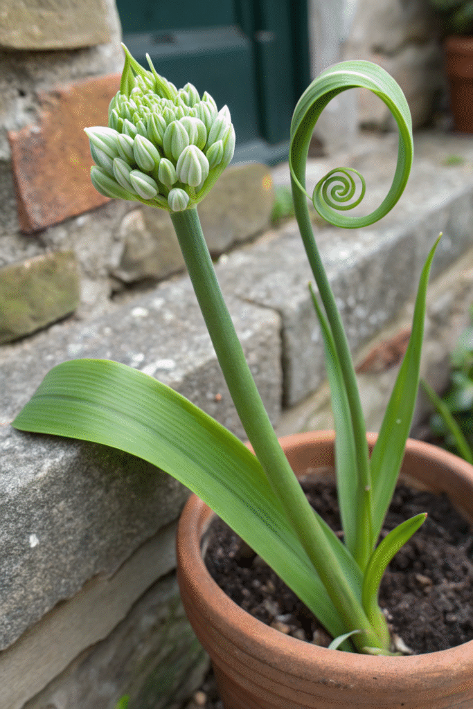Gardens With Alliums
