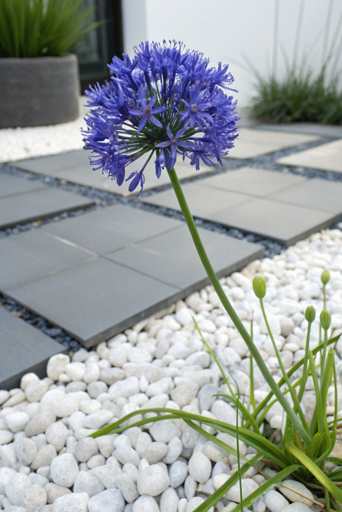 Gardens With Alliums