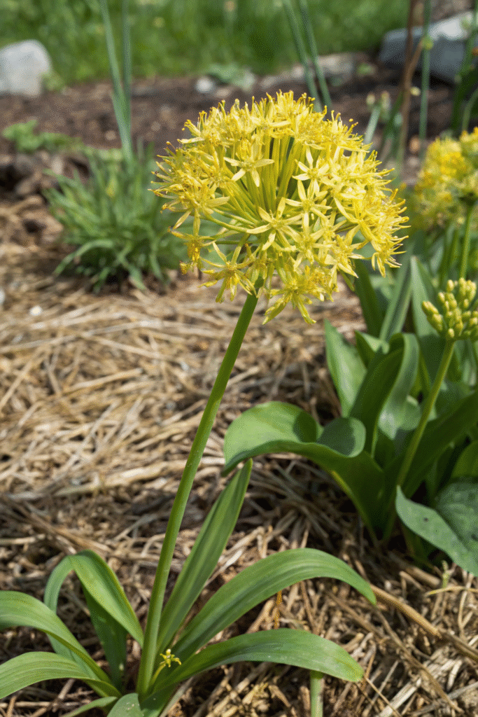 Gardens With Alliums