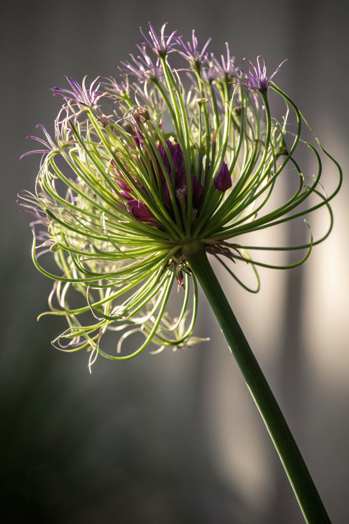 Gardens With Alliums